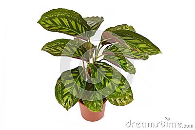 `Calathea Flamestar` tropical house plant with beautiful striped pattern in flower pot on white background Stock Photo