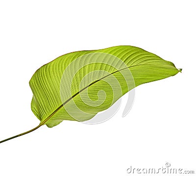 Calathea foliage, Exotic tropical leaf, isolated on white background with clipping path Stock Photo