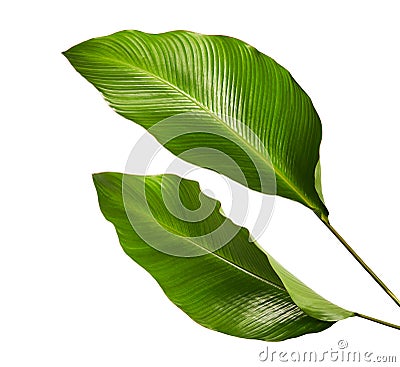 Calathea foliage, Exotic tropical leaf, Large green leaf, isolated on white background Stock Photo