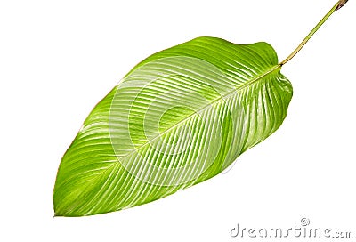 Calathea foliage, Exotic tropical leaf, Large green leaf, isolated on white background Stock Photo