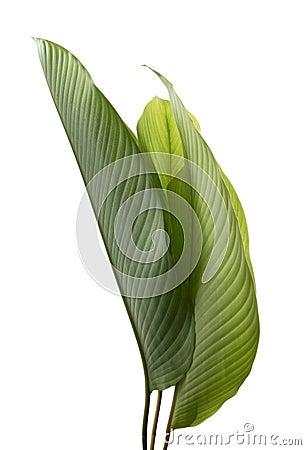 Calathea foliage, Exotic tropical leaf, Large green leaf, isolated on white background with clipping path Stock Photo