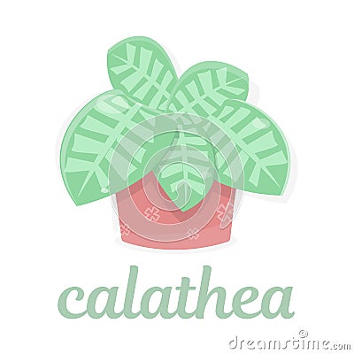 Calathea. Houseplant in a pot. Exotics. Vector Illustration
