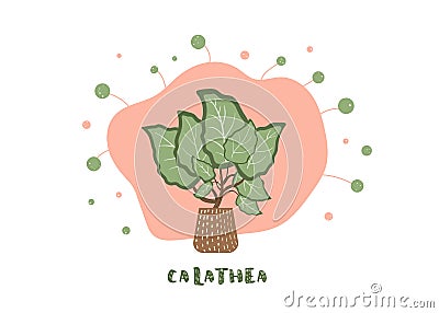 Calathea houseplant on pot. Vector illustraton. Vector Illustration