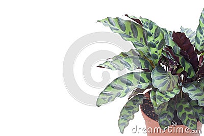 Calathea lancifolia boom in brown plastic pot isoalted on white background. Stock Photo