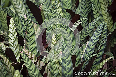 Calathea lancifolia or Goepertia insignis Stock Photo