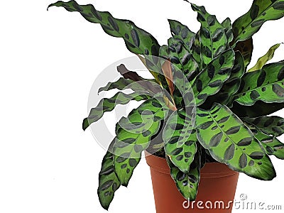 Calathea lancifolia isolated on white backgroun.houseplant d Stock Photo