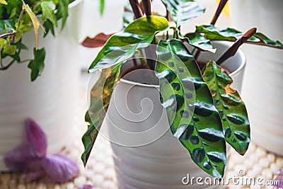 Calathea lancifolia plant on a table. Stock Photo