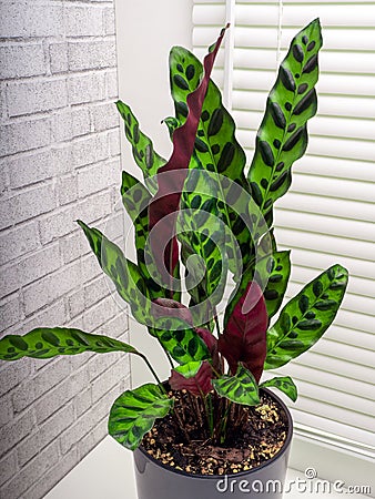 Calathea lancifolia is a species of flowering plant in the Marantaceae family Stock Photo