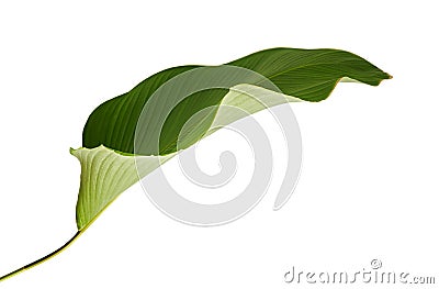 Calathea lutea foliage, Cigar Calathea, Cuban Cigar, Exotic tropical leaf, Calathea leaf, isolated on white background Stock Photo