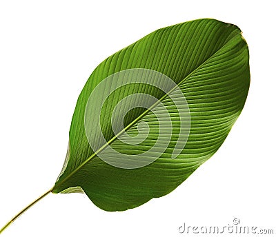 Calathea lutea foliage, Cigar Calathea, Cuban Cigar, Exotic tropical leaf, Calathea leaf, isolated on white background with clip Stock Photo