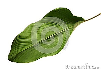 Calathea lutea foliage, Cigar Calathea, Cuban Cigar, Exotic tropical leaf, Calathea leaf, isolated on white background with clip Stock Photo