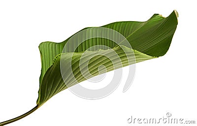 Calathea lutea foliage, Cigar Calathea, Cuban Cigar, Exotic tropical leaf, Calathea leaf, isolated on white background with clip Stock Photo