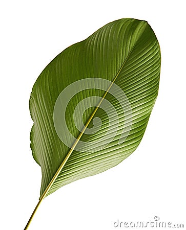 Calathea lutea foliage, Cigar Calathea, Cuban Cigar, Exotic tropical leaf, Calathea leaf, isolated on white background with clip Stock Photo