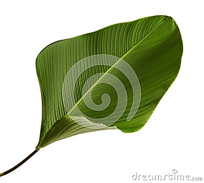 Calathea lutea foliage, Cigar Calathea, Cuban Cigar, Exotic tropical leaf, Calathea leaf, isolated on white background Stock Photo