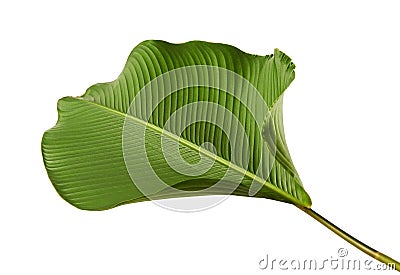 Calathea lutea foliage, Cigar Calathea, Cuban Cigar, Exotic tropical leaf, Calathea leaf, isolated on white background with clip Stock Photo