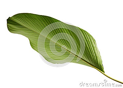 Calathea lutea foliage, Cigar Calathea, Cuban Cigar, Exotic tropical leaf, Calathea leaf, isolated on white background with clip Stock Photo