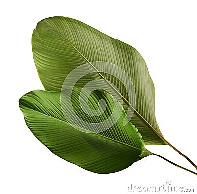 Calathea lutea foliage, Cigar Calathea, Cuban Cigar, Exotic tropical leaf, Calathea leaf, isolated on white background Stock Photo