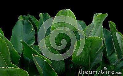 Calathea lutea Havana Cigar big tropical plant leave on dark background Stock Photo