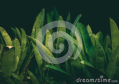 calathea luthea clump green leaves give a tropical and fresh impression Stock Photo