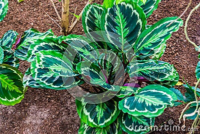 Calathea medallion, rose painted prayer plant, popular tropical specie from Brazil, America Stock Photo