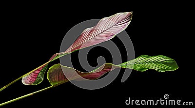 Calathea ornata Pin-stripe Calathea leaves, tropical foliage isolated on black background Stock Photo