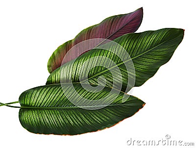 Calathea ornata Pin-stripe Calathea leaves, Tropical foliage isolated on white background, with clipping path Stock Photo