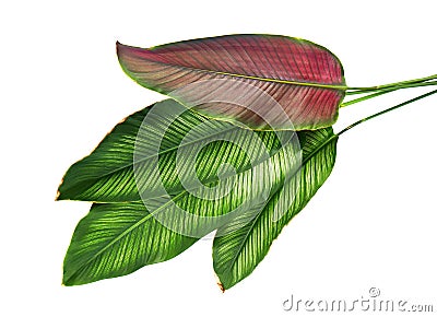 Calathea ornata Pin-stripe Calathea leaves, Tropical foliage isolated on white background Stock Photo