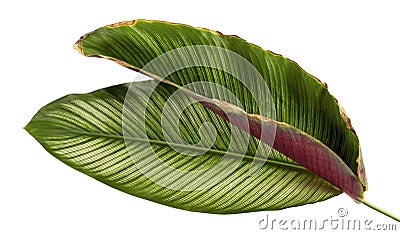 Calathea ornata Pin-stripe Calathea leaves, tropical foliage isolated on white background Stock Photo
