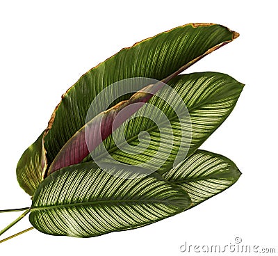 Calathea ornata Pin-stripe Calathea leaves, tropical foliage isolated on white background Stock Photo