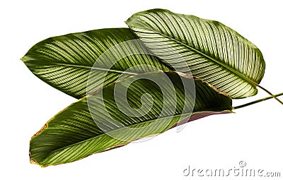 Calathea ornata or Pin-stripe Calathea leaves Stock Photo