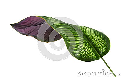 Calathea ornata Pin-stripe Calathea leaves, Tropical foliage isolated on white background, with clipping path Stock Photo