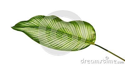 Calathea ornata Pin-stripe Calathea leaves, Tropical foliage isolated on white background, with clipping path Stock Photo