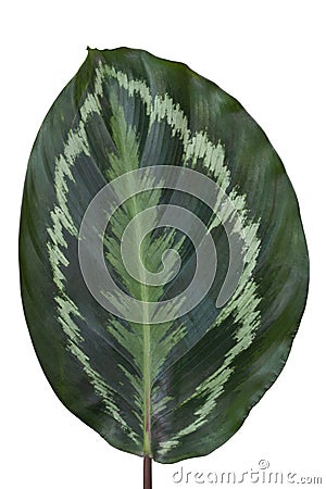 Calathea roseopicta (Linden) Regel Medallion leaves plant isolated on white background. Stock Photo