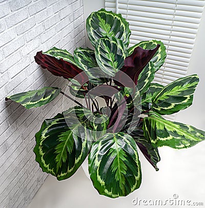 Calathea roseopicta, the rose-painted calathea, is a species of plant in the family Marantaceae Stock Photo