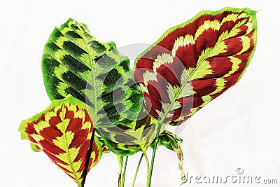 Calathea veitchiana leaf beauty plant Stock Photo