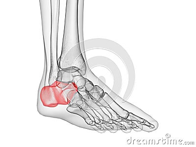 the calcaneus bone Cartoon Illustration