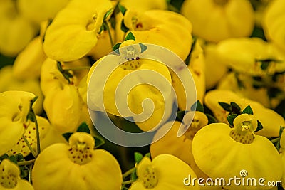 Calceolaria, lady`s purse, slipper flower, pocketbook flower, slipperwort. Ornamental yellow hybrid for gardens, parks Stock Photo