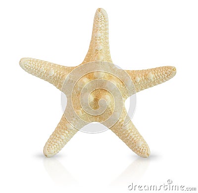 Calcified starfish. Starfish on a white background Stock Photo