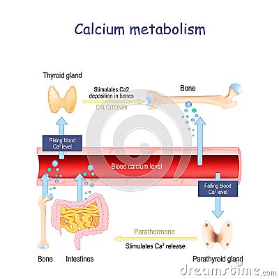Calcium metabolism, and impact on human organs. vitamin d deficiency Vector Illustration