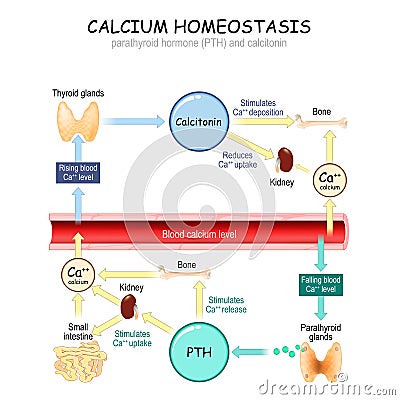 Calcium metabolism Vector Illustration