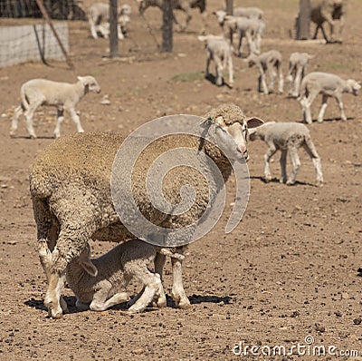 Sheep farming in South Africa. Ewe with her young lambs. Stock Photo