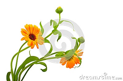 Calendula Stock Photo