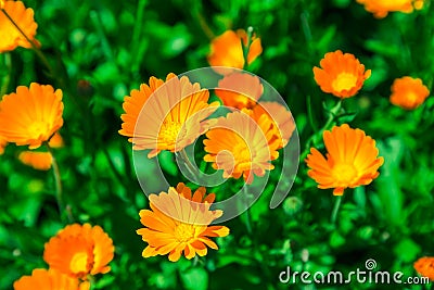 Calendula blooming in the garden. Orange flowers and green leaves. Vegetable background Stock Photo