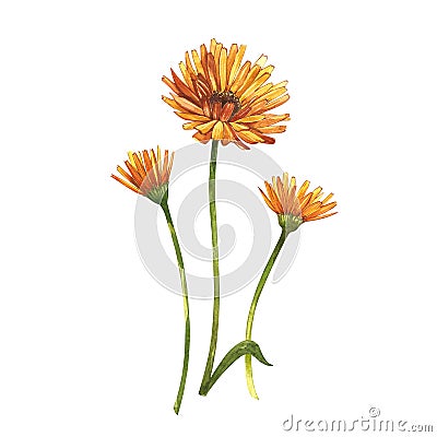 Calendula or daisy flower.Watercolor botanical illustration. Good for cosmetics, medicine, treating, aromatherapy Cartoon Illustration