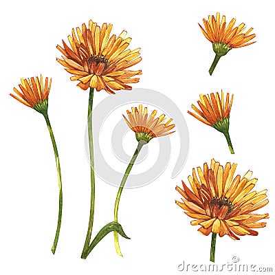 Calendula or daisy flower.Watercolor botanical illustration. Good for cosmetics, medicine, treating, aromatherapy Cartoon Illustration