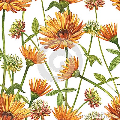 Calendula or daisy flower.Watercolor botanical illustration. Good for cosmetics, medicine, treating, aromatherapy Cartoon Illustration