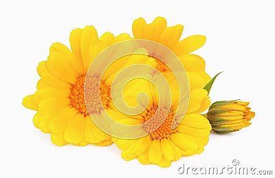 Calendula flower Stock Photo