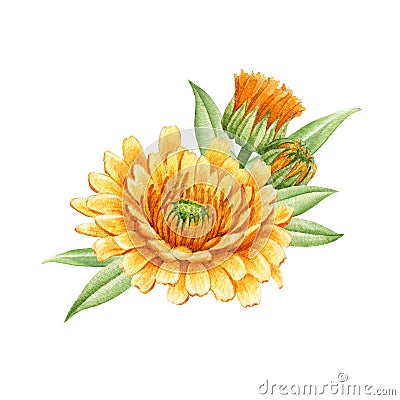 Calendula flower arrangement. Watercolor illustration. Orange medical natural herb. Calendula officinalis plant on white Cartoon Illustration