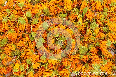 Calendula flower background Stock Photo