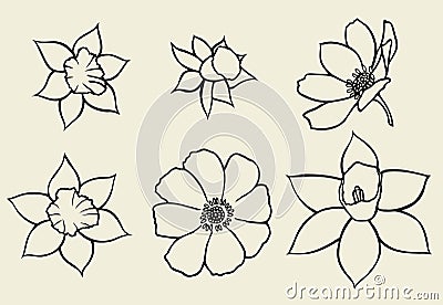 Calendula flower isolated Vector Illustration